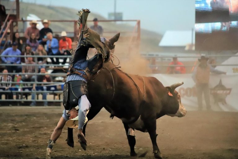 Bull rider thrown from bull at the Bullthing, Lincoln County Fair, Montana
