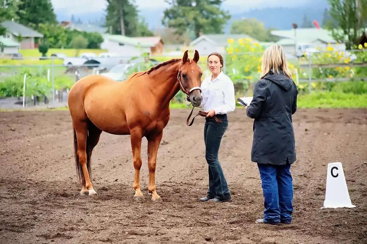 a girl and her horse getting rated at a horse show
