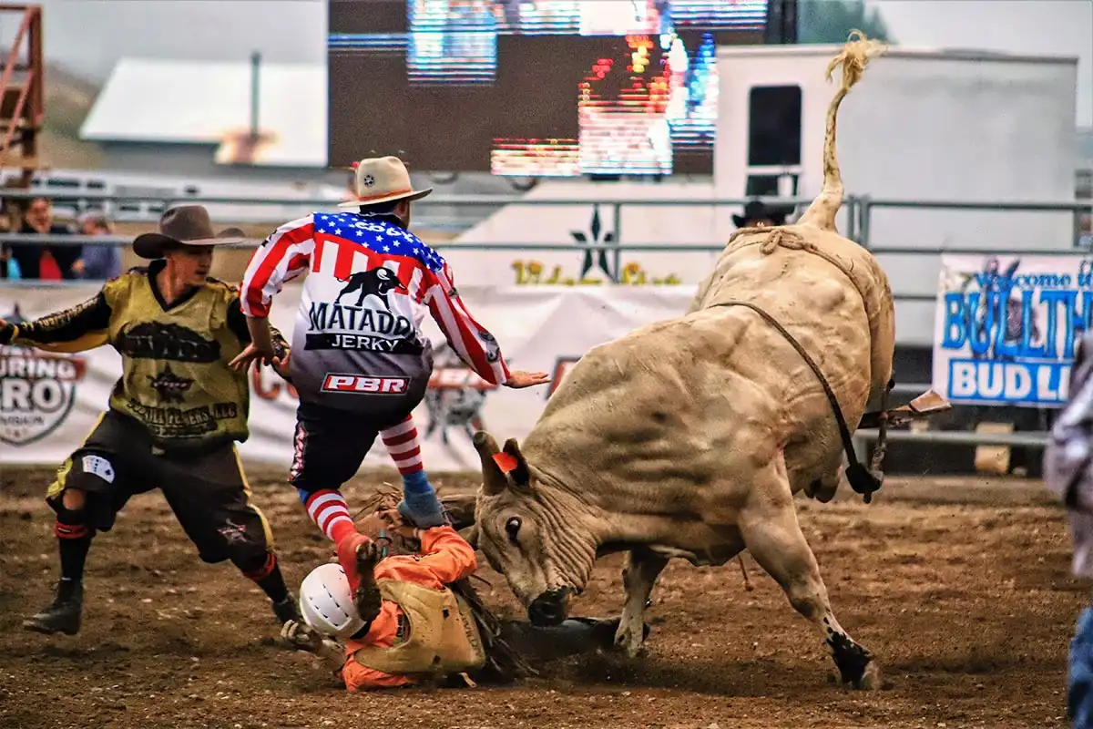 the bull thing event
